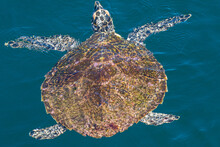 Hawksbill Turtle In A Green Ocean