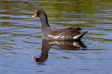 Common Gallinule Floating On The Water In A Salt March