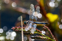 Tattered Blue Dasher Dragonfly