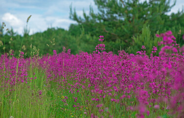 Poster - Nature summer background with pink flowers in the meadow at sunny day