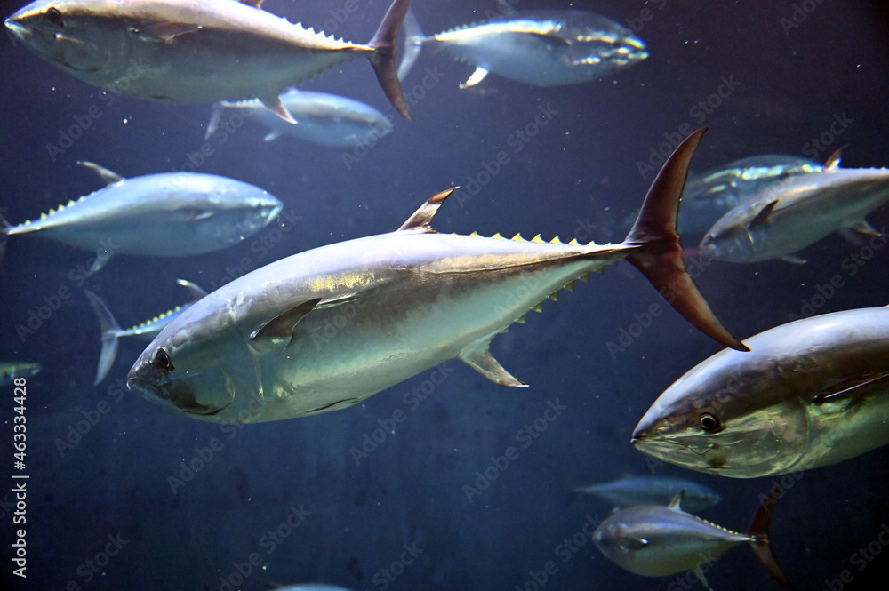 高速で水中を泳ぐ大きな黒鮪の魚群 の Stock フォト | Adobe Stock