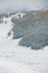 Wall Mural - Winter landscape of forest at Kanas, Xinjiang province, China.