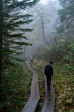 Fototapeta  - walking in the woods