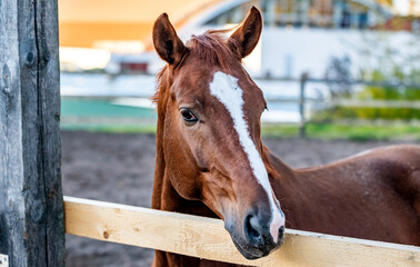 Poster - portrait of a brown horse