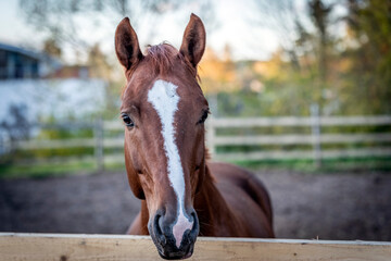 Poster - portrait of a brown horse