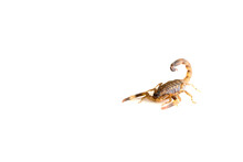 Brown Scorpion On White Background.