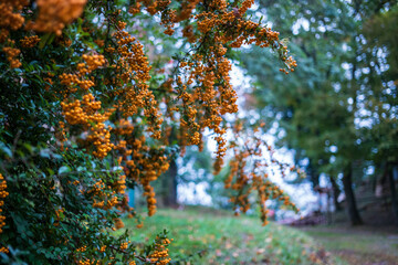 sea buckthorn berries