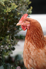 Sticker - Portrait of brown chicken free range