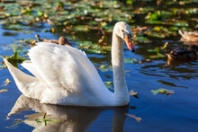 Beautiful White Swan On The Lake, Close Up