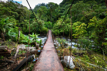 Wall Mural - Jungle path to the Lost Waterfalls in Boquete, Panama.