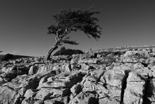 Black And White Image Of A Lone Tree Growing Out Of Limestone Pavement In The Yorkshire Dales National Park, England, UK.