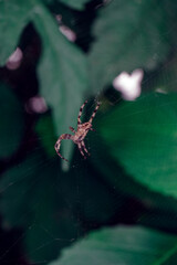 Poster - Cobweb or spider's web against a natural background, Dew drops on a spider .