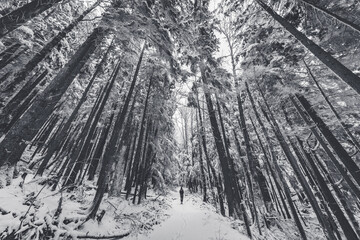 Wall Mural - a path in the thick winter forest. a man is walking in a snow forest. squak mountain fireplace trail