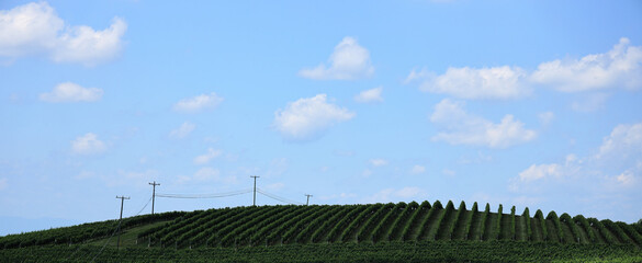 field and blue sky