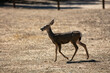 A Cute Mule Deer Yearling Fawn Dashes Across a Parking Lot for Safety