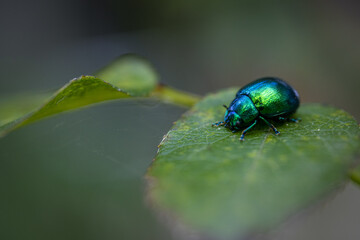 Sticker - Closeup of a Green June beetle on a green leaf in the daylight with a blurry background