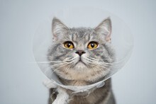 Scottish Straight Gray Cat In Veterinary Plastic Cone On Head At Recovery After Surgery Posing In Animal Clinic. Animal Healthcare. Pet In Funnel Posing On Examination Table At Veterinary Hospital