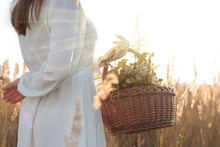 Woman With A Basket Of Herbs, Wildflowers - Alternative Medicine Concept. Copy Space For Text.