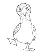 Blue footed booby coloring page, outline vector cartoon illustration