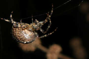 Garden Spider on Web Close Up and Scary
