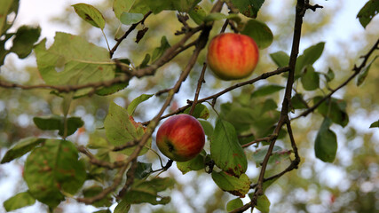 Wall Mural - Beautiful shot of apples hanging from a tree in a garden