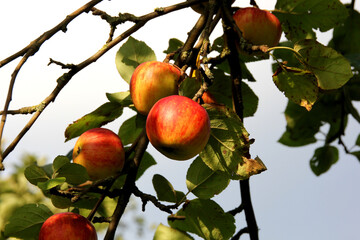 Wall Mural - Beautiful shot of apples hanging from a tree in a garden