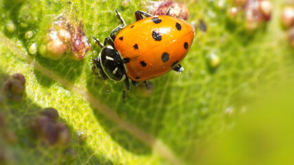 Ladybug on a diseased leaf in Cotacachi, Ecuador