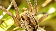 Close Up Of The Head Of A Large Wolf Spider In Cotacachi, Ecuador