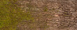 Embossed texture of the bark of oak. Panoramic photo of the oak texture with moss.