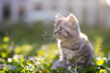 Wall Mural - little fluffy kitten