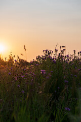 Wall Mural - Meadow with grass and flowers during summer sunset