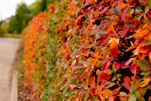 The Wall Is Made Of A Real Bush, Beautifully Trimmed. Autumn Colorful Leaves. Red, Yellow, Green, Golden Leaves On A Wall Of Bushes. Autumn, September, October, November.