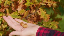 two ripe acorns in a human palm, a female hand holds brown oaknuts on a yellow oak leaves background, handheld shot