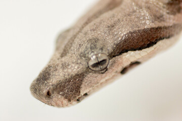 Sticker - Close-up shot of a Boa imperator snake