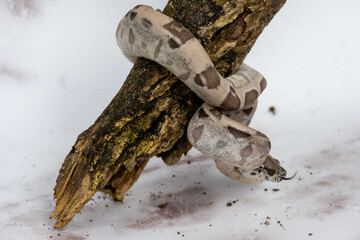 Sticker - Boa imperator snake on a tree branch with a white marble wall background