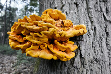 Macro Shot Of A Yellow Fungus On A Tree In The Forest