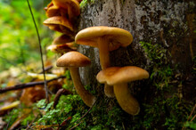 Beautiful Autumn Forest Mushroom In The Forest. Wild Food And Macro Photoography