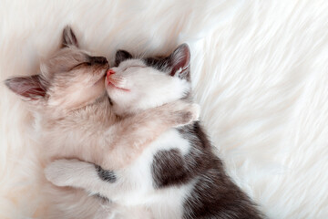 Couple kittens in love kiss sleep together hug on white fluffy bed plaid. 2 two cats hugging with paws in sleep relax at home. Kitten pet animal valentine day banner copy space.