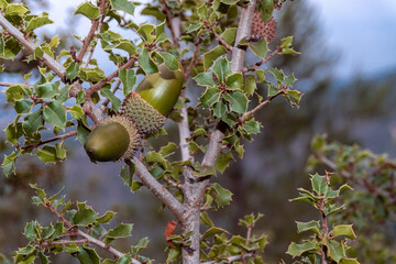 Selective focus on some acorns hooked to the branch of a holm oak.