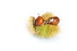 Close up of chestnuts inside the hedgehog on a white background.