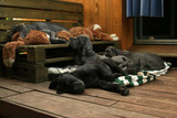 Fototapeta  - stado szczeniaki śpiące dog niemiecki
