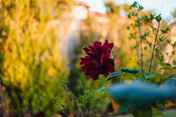 Sticker - Closeup shot of a beautiful red rose among green grass under the sunlight