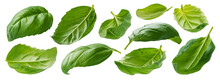 Basil Leaves Isolated On White Background With Clipping Path
