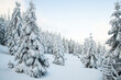 © Melinda Nagy - amazing winter landscape with snowy fir trees