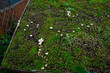 Green roof in urban environment. London, UK. Turf on the top of the garden shed. A green roof resembling a lawn or a flower meadow on garden shed sloping roof. Eco roof.