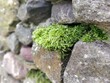 Zielony mech porastający ogrodzenie z polnych kamieni