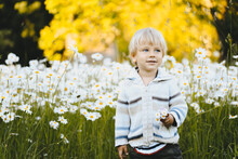 Little Boy With A Bouquet Of Daisies In His Hands Outdoors. The Child Collects Daisies In The Field For His Mother. Blue-eyed Blond Boy. Countryside. Wildflowers.