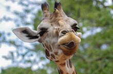 Close Giraffe Showing Tongue