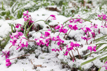 Cyclamen Coum Winter Flowering Plants Covered In Snow, UK
