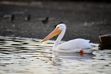 Poster - American White Pelican